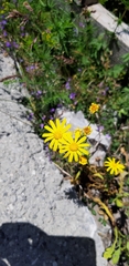 Asteraceae