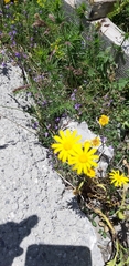 Asteraceae
