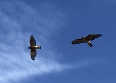 Buteo jamaicensis