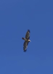 Buteo jamaicensis