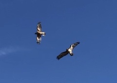 Buteo jamaicensis