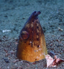 Ophichthus altipennis