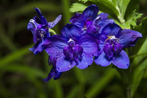 Malabar Delphinium (Delphinium malabaricum)