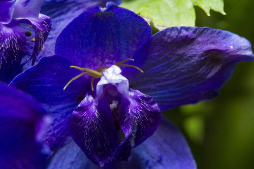 Image of Delphinium malabaricum by (c) Ramesh Shenai Jr., some rights reserved (CC BY)