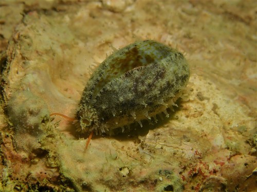 Erroneous Cowry