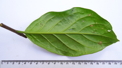 Tournefortia subsessilis