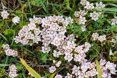 Lysimachia tenella