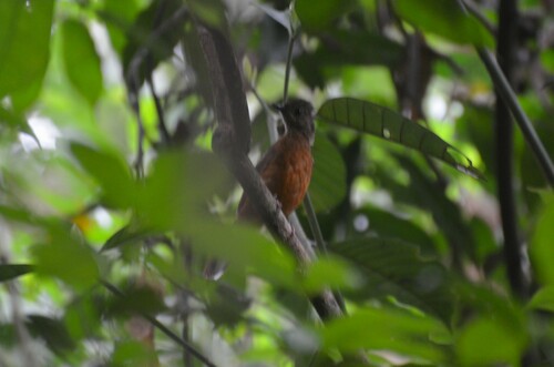 iNaturalist image