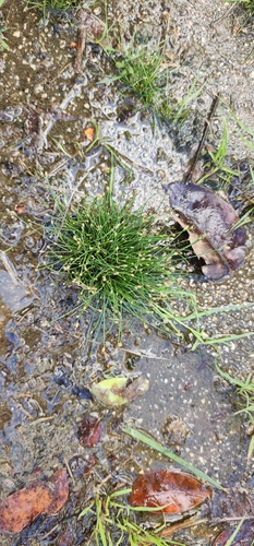 Eleocharis geniculata iNat (2)