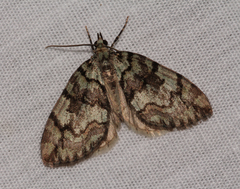 Hydriomena renunciata