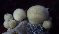 Tetillidae