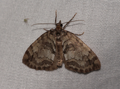 Hydriomena renunciata