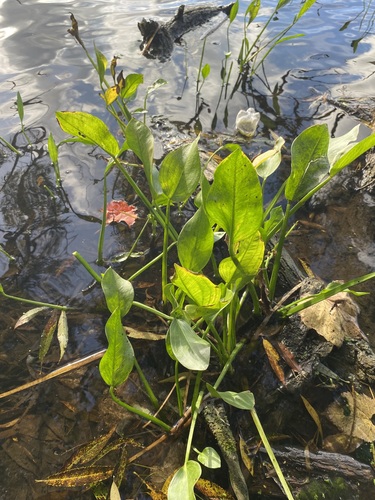 Image of Sagittaria rigida by (c) Dan MacNeal, some rights reserved (CC BY)