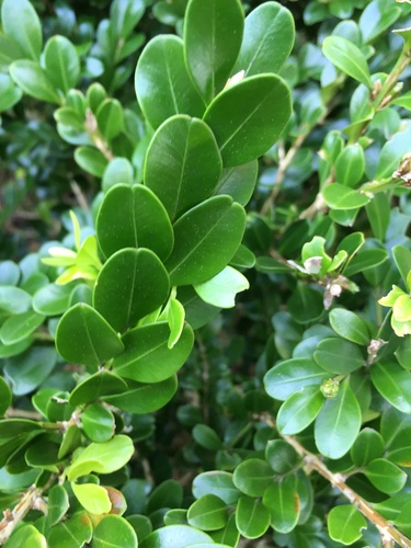 Buxus microphylla Siebold & Zucc.