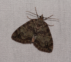 Hydriomena renunciata