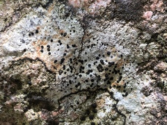 Porpidia macrocarpa