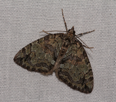 Hydriomena renunciata