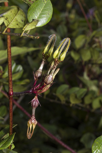 Image of Ceropegia vincifolia by (c) Ramesh Shenai Jr., some rights reserved (CC BY)