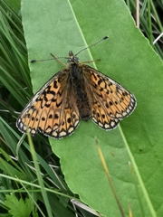 Boloria eunomia