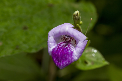 Image of Asystasia dalzelliana by (c) Ramesh Shenai Jr., some rights reserved (CC BY)