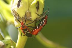 Dysdercus decussatus