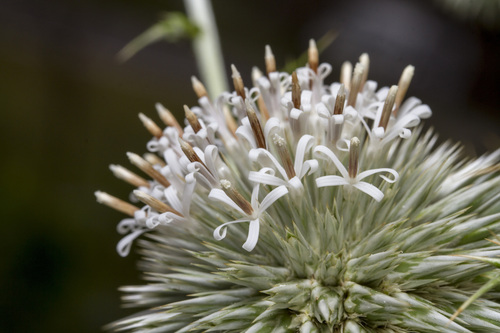 Echinops echinatus (Echinops echinatus)