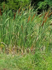 Typhaceae