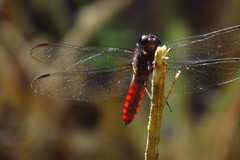Libellula herculea