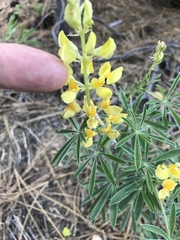 Lupinus croceus