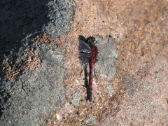 Leucorrhinia borealis