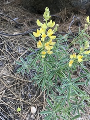 Lupinus croceus