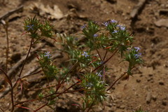 Eriastrum filifolium