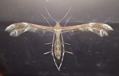 Dejongia lobidactylus