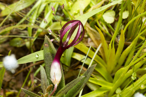 Ceropegia jainii