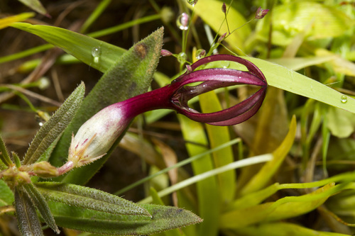 Ceropegia jainii