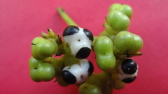 Tournefortia subsessilis