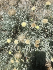 Chaenactis suffrutescens