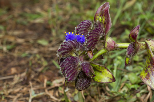 Image of Cyanotis tuberosa by (c) Ramesh Shenai Jr., some rights reserved (CC BY)