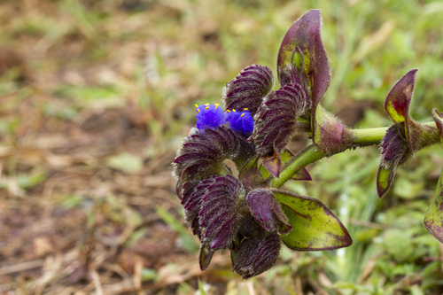 Image of Cyanotis tuberosa by (c) Ramesh Shenai Jr., some rights reserved (CC BY)
