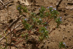 Eriastrum filifolium