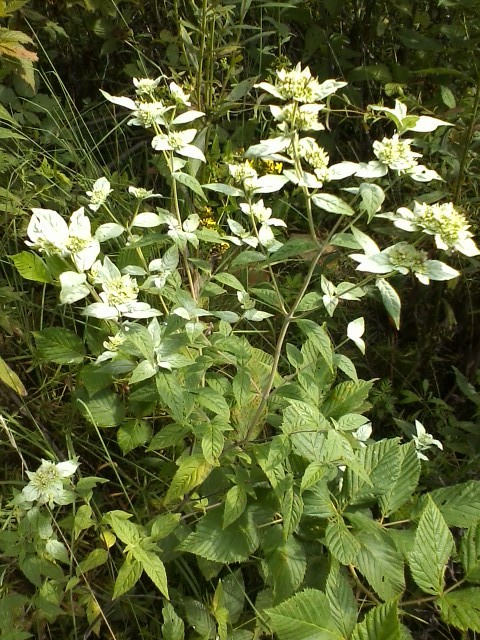 Pycnanthemum loomisii