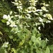 Loomis' Mountainmint - Photo (c) hgarris, some rights reserved (CC BY-NC), uploaded by hgarris