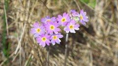 Primula laurentiana