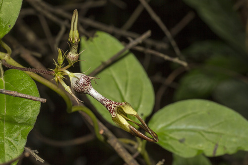 Image of Ceropegia vincifolia by (c) Ramesh Shenai Jr., some rights reserved (CC BY)