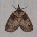 Ruddy Highflyer Moth - Photo (c) claudette-cormier, some rights reserved (CC BY-NC), uploaded by claudette-cormier