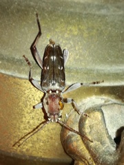 Xylotrechus smei