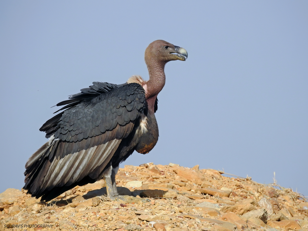White-Rumped Vulture