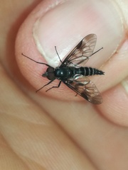 Ibisia marginata