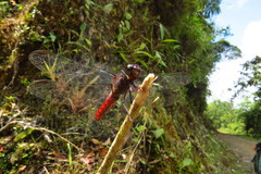 Libellula herculea