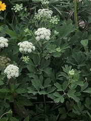 Angelica hirsutiflora
